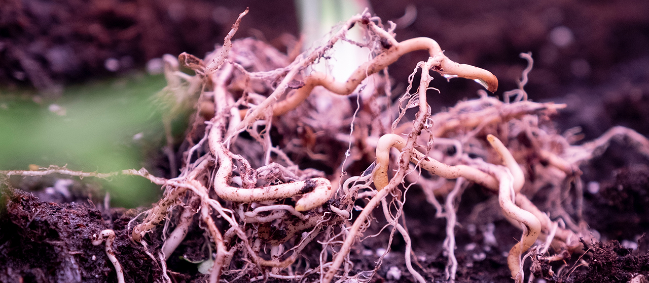  What-does-a-healthy-root-system-do-for-your-plant What does a healthy root system do for your plant?  